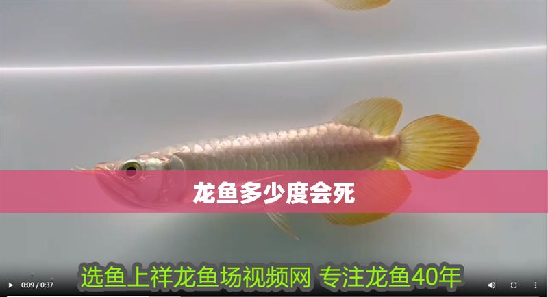 龍魚多少度會死