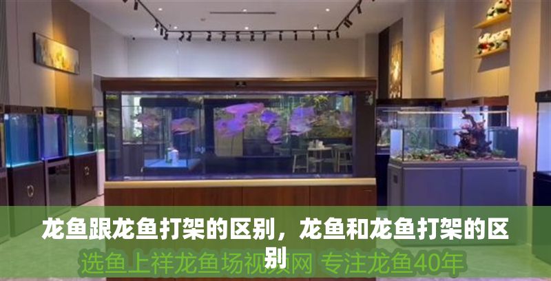 龍魚跟龍魚打架的區別，龍魚和龍魚打架的區別