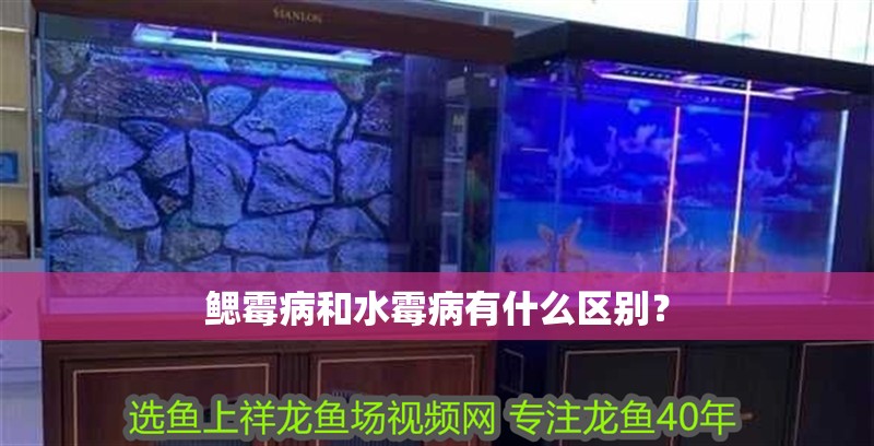 鰓霉病和水霉病有什么區別？