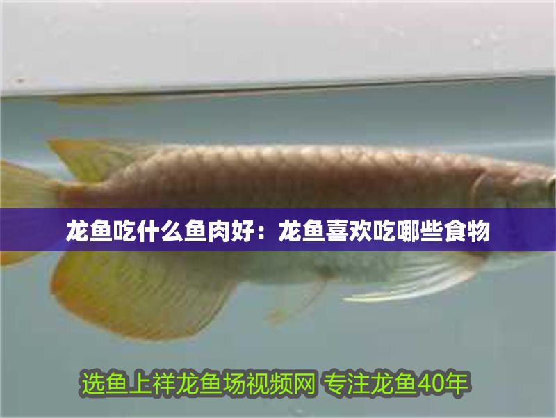 龍魚吃什么魚肉好：龍魚喜歡吃哪些食物