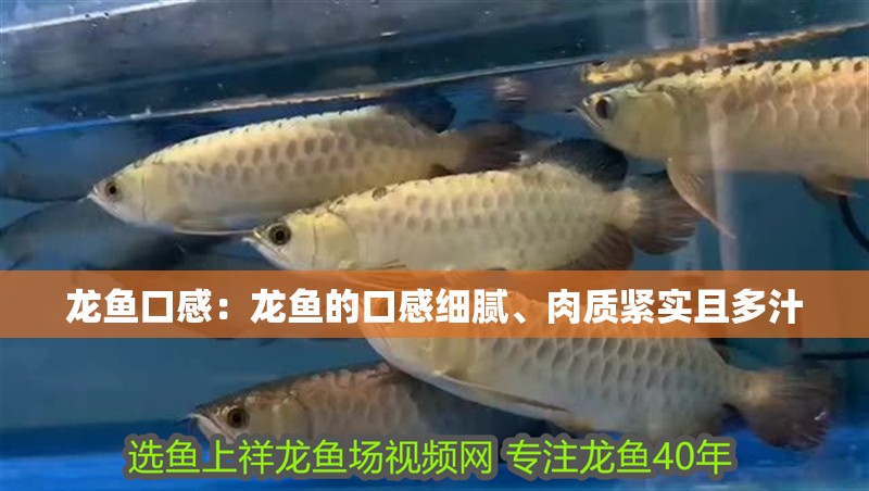 龍魚口感：龍魚的口感細膩、肉質緊實且多汁