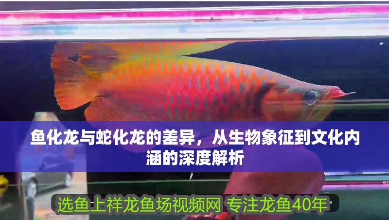 魚(yú)化龍與蛇化龍的差異，從生物象征到文化內(nèi)涵的深度解析