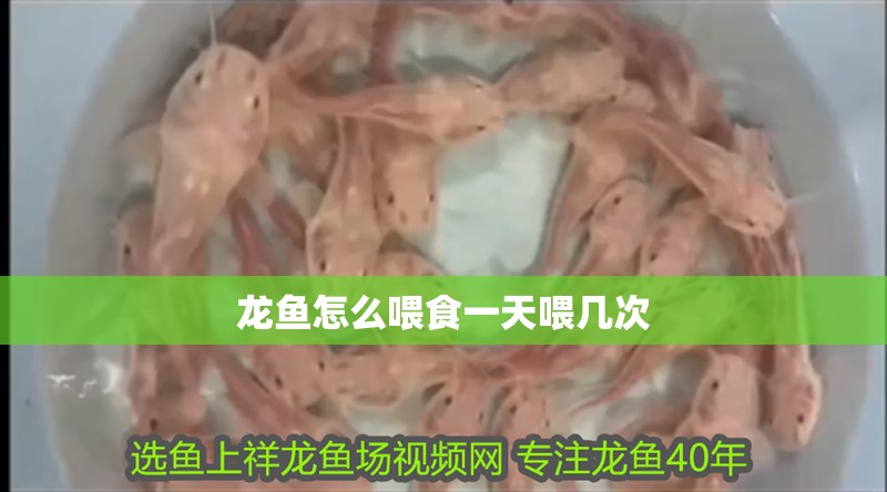 龍魚怎么喂食一天喂幾次