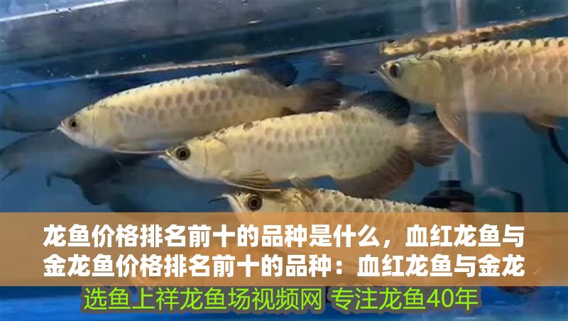 龍魚價格排名前十的品種是什么，血紅龍魚與金龍魚價格排名前十的品種：血紅龍魚與金龍魚區(qū)別