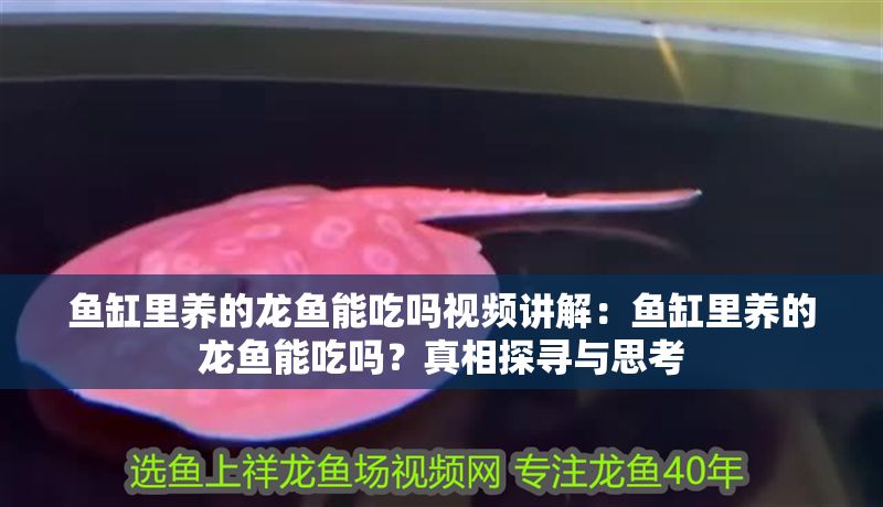 魚缸里養的龍魚能吃嗎視頻講解：魚缸里養的龍魚能吃嗎？真相探尋與思考
