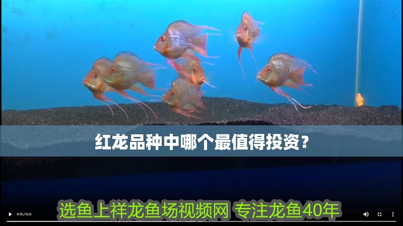 紅龍品種中哪個最值得投資？
