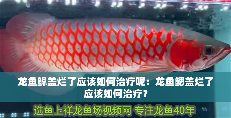龍魚鰓蓋爛了應該如何治療呢：龍魚鰓蓋爛了應該如何治療？
