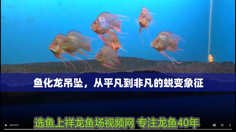 魚(yú)化龍吊墜，從平凡到非凡的蛻變象征
