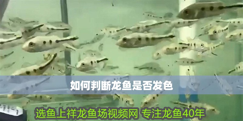 如何判斷龍魚(yú)是否發(fā)色