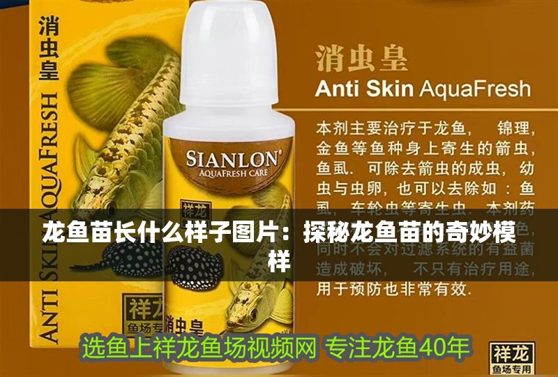 龍魚苗長什么樣子圖片：探秘龍魚苗的奇妙模樣