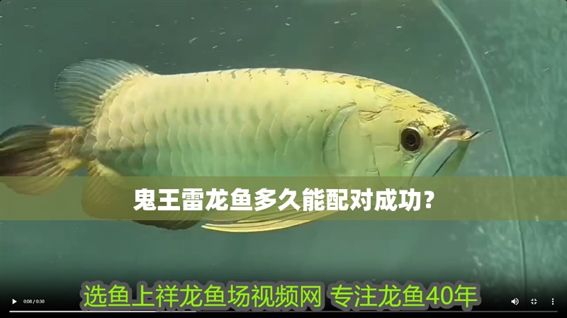鬼王雷龍魚多久能配對成功？