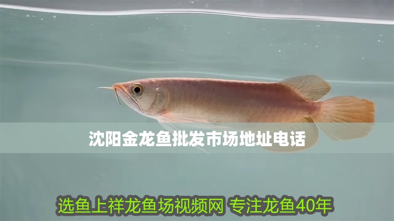 沈陽金龍魚批發市場地址電話