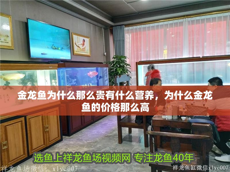 金龍魚為什么那么貴有什么營養，為什么金龍魚的價格那么高