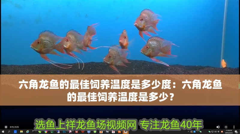 六角龍魚的最佳飼養溫度是多少度：六角龍魚的最佳飼養溫度是多少？