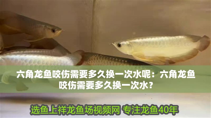 六角龍魚咬傷需要多久換一次水呢：六角龍魚咬傷需要多久換一次水？