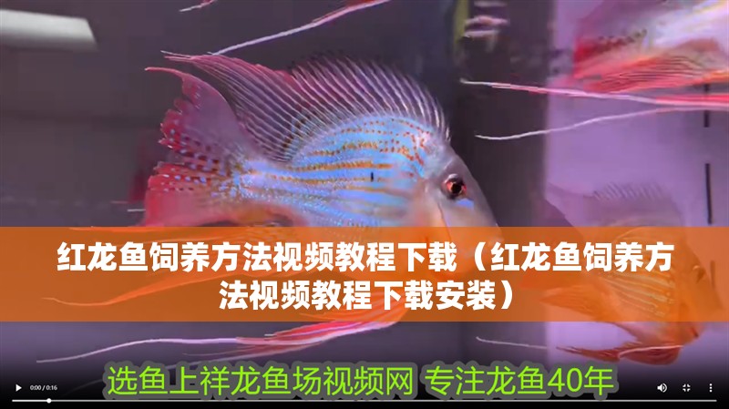 紅龍魚飼養方法視頻教程下載（紅龍魚飼養方法視頻教程下載安裝）