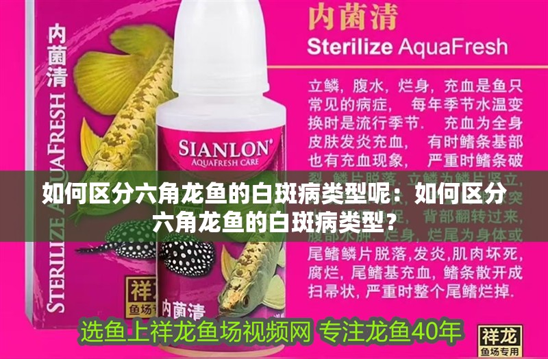 如何區(qū)分六角龍魚的白斑病類型呢：如何區(qū)分六角龍魚的白斑病類型？