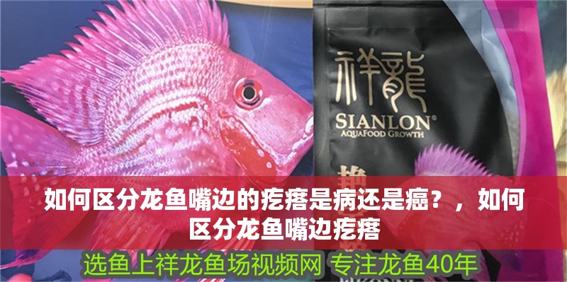 玻璃做魚缸怎么粘才牢固:如何自制玻璃魚缸 如何區(qū)分龍魚嘴邊的疙瘩是病還是癌?,如何區(qū)分龍魚嘴邊疙瘩 龍魚百科 如何區(qū)分龍魚嘴邊的疙瘩是病還是癌?,如何區(qū)分龍魚嘴邊疙瘩 如何區(qū)分龍魚嘴邊的疙瘩是病還是癌?,如何區(qū)分龍魚嘴邊疙瘩 龍魚百科