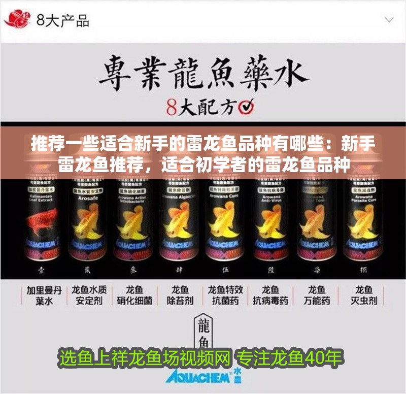 推薦一些適合新手的雷龍魚品種有哪些：新手雷龍魚推薦，適合初學(xué)者的雷龍魚品種