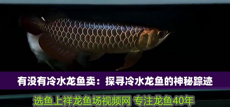 有沒有冷水龍魚賣：探尋冷水龍魚的神秘蹤跡