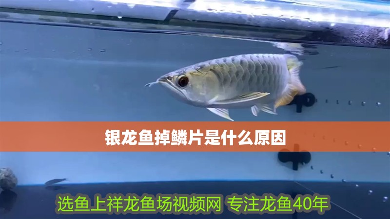 銀龍魚掉鱗片是什么原因