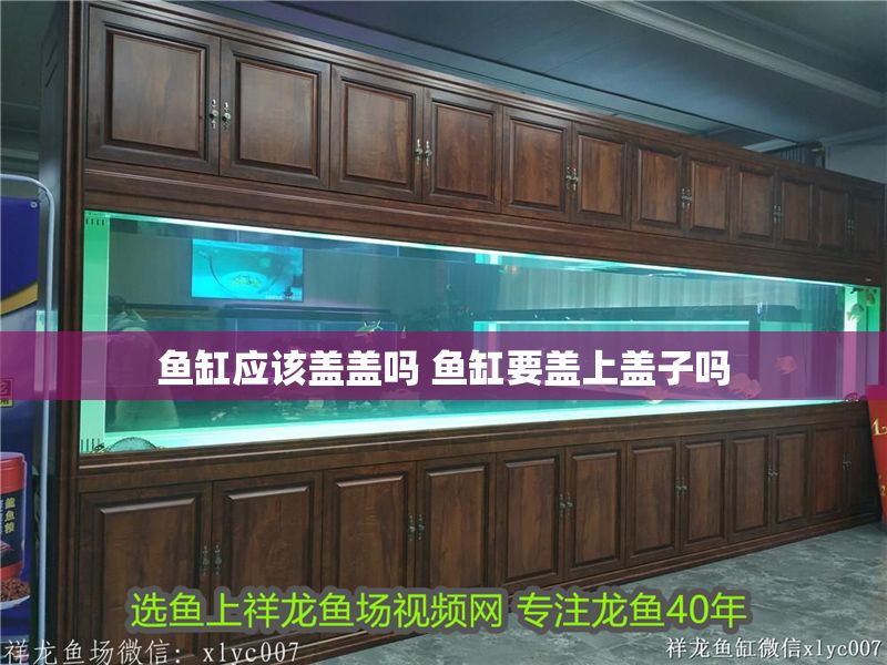 魚缸應該蓋蓋嗎 魚缸要蓋上蓋子嗎