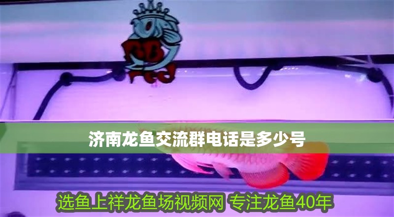 濟南龍魚交流群電話是多少號