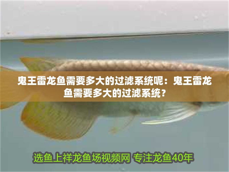 鬼王雷龍魚需要多大的過濾系統呢：鬼王雷龍魚需要多大的過濾系統？
