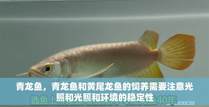 青龍魚，青龍魚和黃尾龍魚的飼養需要注意光照和光照和環境的穩定性