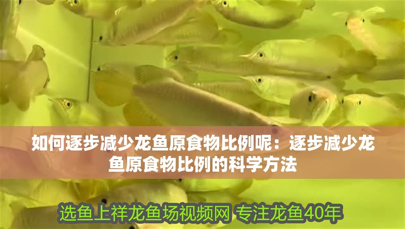 如何逐步減少龍魚原食物比例呢：逐步減少龍魚原食物比例的科學方法