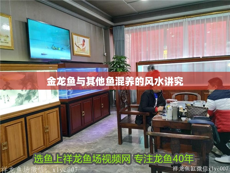 金龍魚與其他魚混養的風水講究