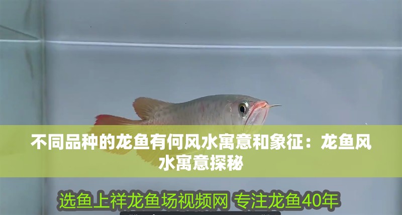 不同品種的龍魚有何風水寓意和象征：龍魚風水寓意探秘