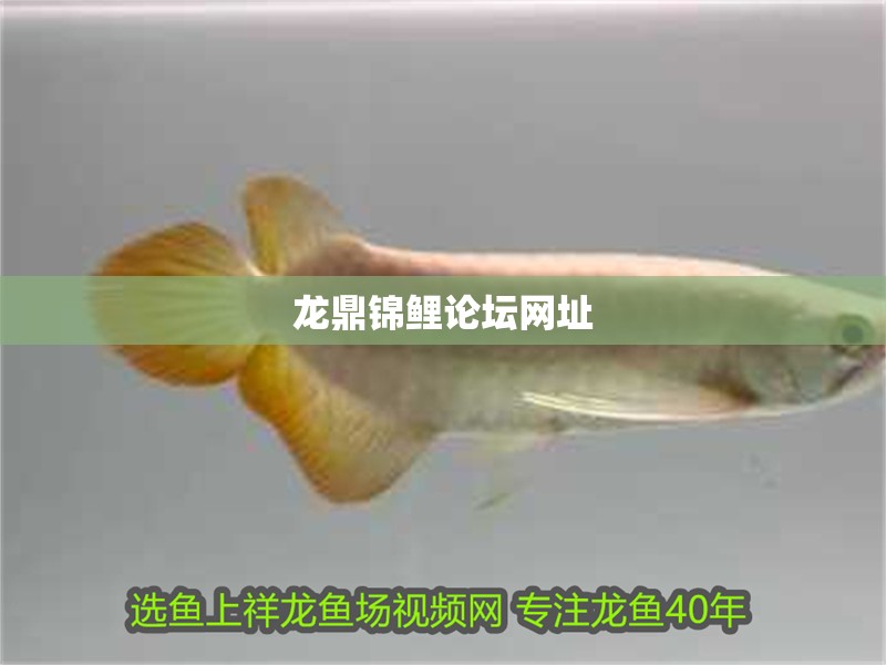 龍鼎錦鯉論壇網址