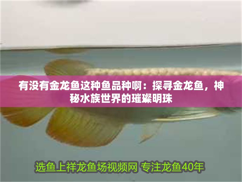 有沒有金龍魚這種魚品種啊:探尋金龍魚,神秘水族世界的璀璨明珠 龍魚百科 第1張 有沒有金龍魚這種魚品種啊:探尋金龍魚,神秘水族世界的璀璨明珠 有沒有金龍魚這種魚品種啊:探尋金龍魚,神秘水族世界的璀璨明珠 龍魚百科 第1張