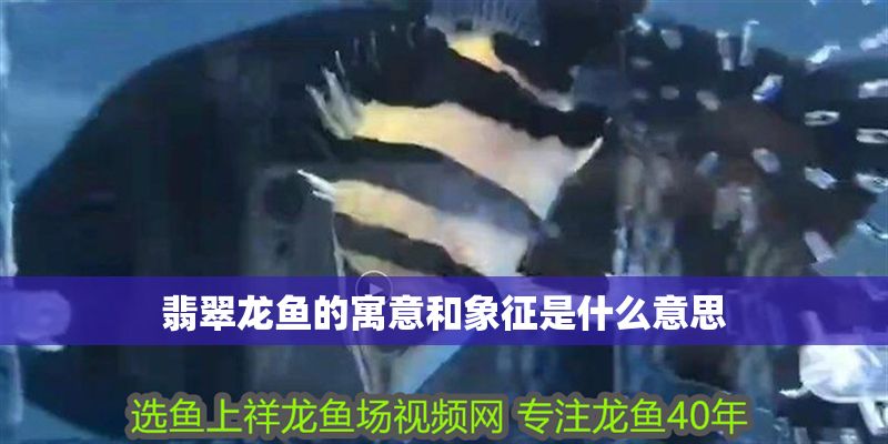 翡翠龍魚的寓意和象征是什么意思
