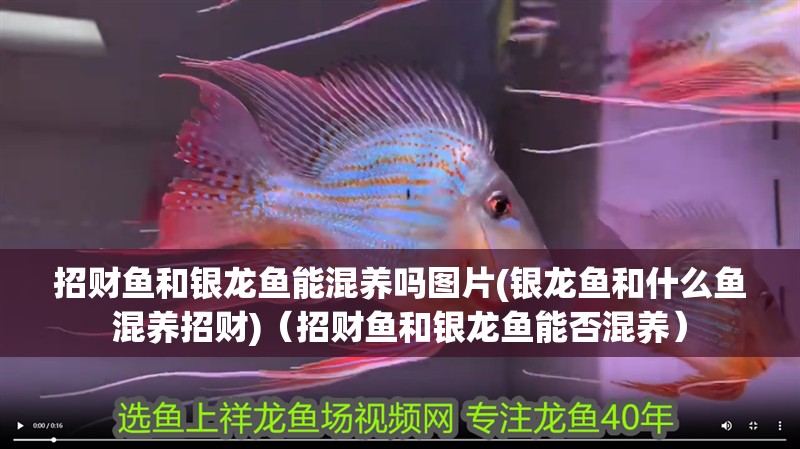 招財魚和銀龍魚能混養嗎圖片(銀龍魚和什么魚混養招財)（招財魚和銀龍魚能否混養）