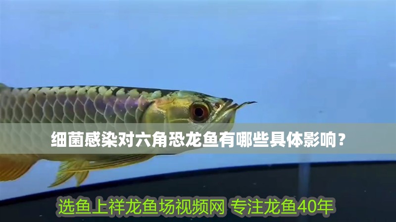 細菌感染對六角恐龍魚有哪些具體影響？