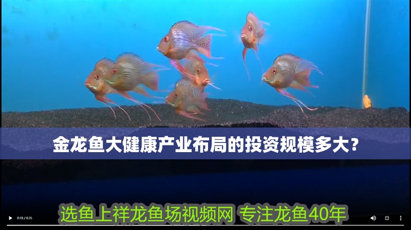 金龍魚大健康產業布局的投資規模多大？