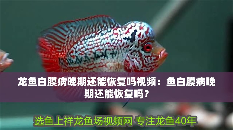 龍魚白膜病晚期還能恢復嗎視頻：魚白膜病晚期還能恢復嗎？