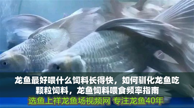 龍魚最好喂什么飼料長得快，如何馴化龍魚吃顆粒飼料，龍魚飼料喂食頻率指南