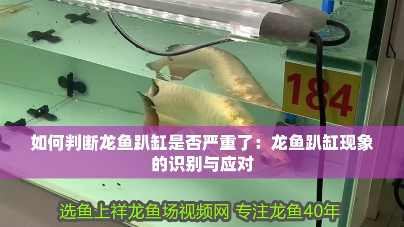 如何判斷龍魚趴缸是否嚴重了：龍魚趴缸現象的識別與應對