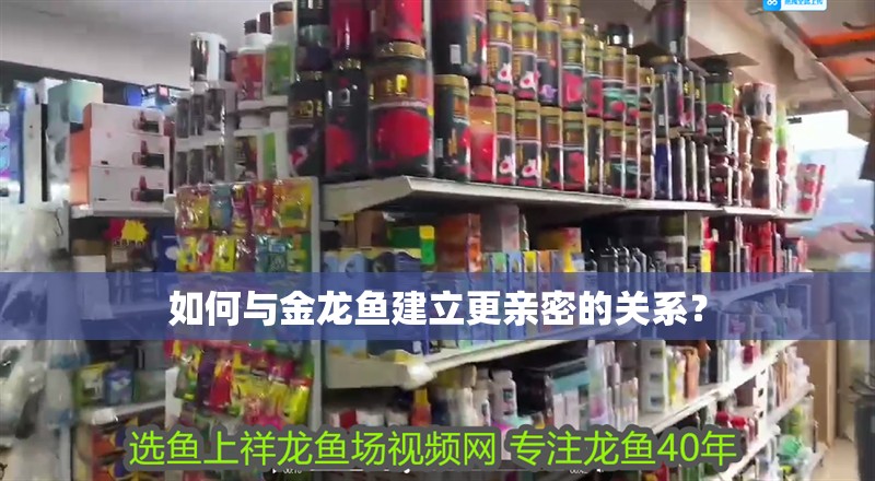 如何與金龍魚建立更親密的關系？