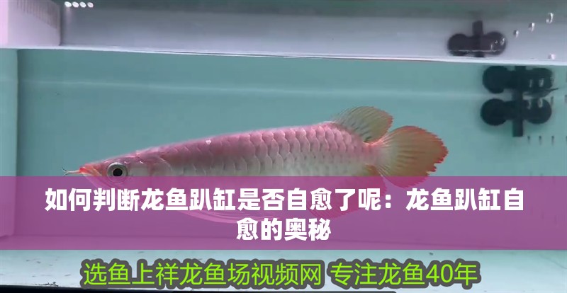 如何判斷龍魚趴缸是否自愈了呢：龍魚趴缸自愈的奧秘