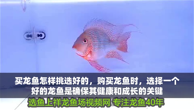 買龍魚怎樣挑選好的，購(gòu)買龍魚時(shí)，選擇一個(gè)好的龍魚是確保其健康和成長(zhǎng)的關(guān)鍵