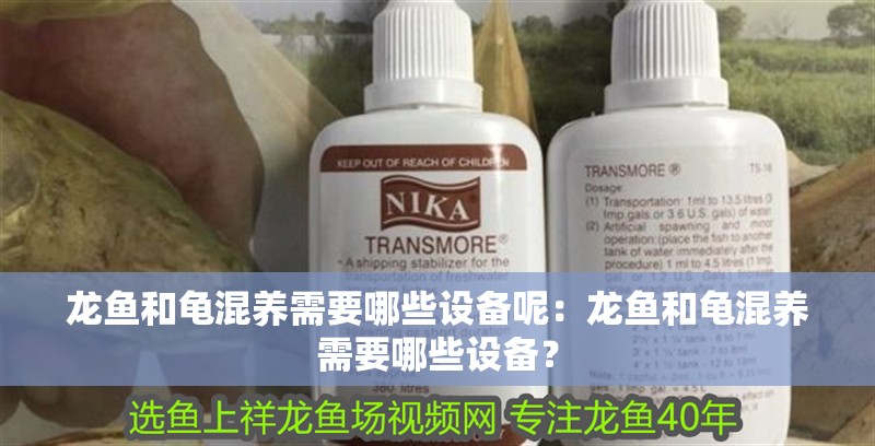 龍魚和龜混養需要哪些設備呢：龍魚和龜混養需要哪些設備？