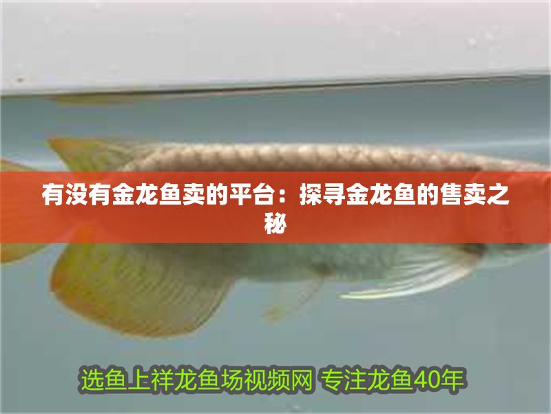 有沒有金龍魚賣的平臺：探尋金龍魚的售賣之秘