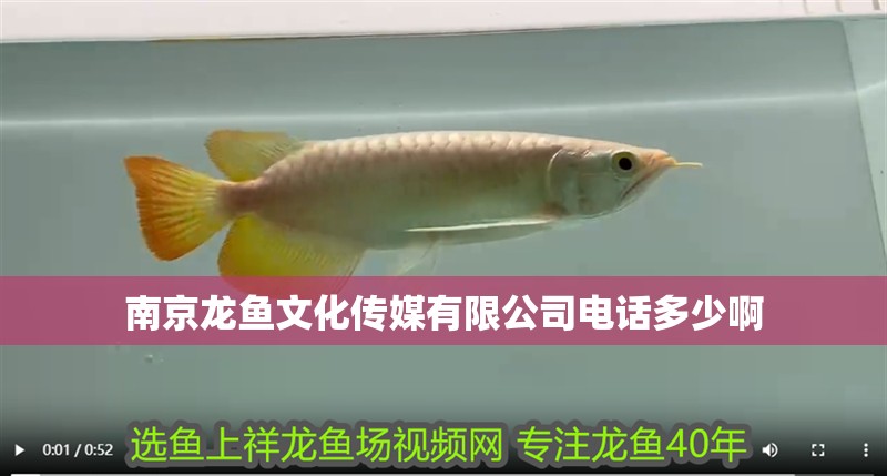 南京龍魚文化傳媒有限公司電話多少啊