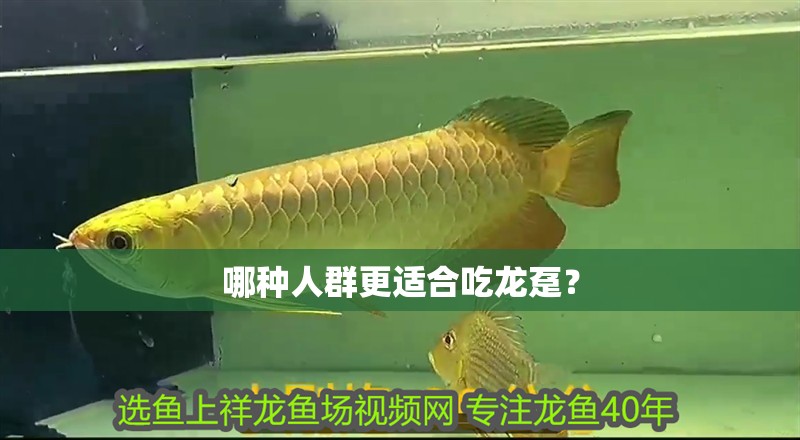 哪種人群更適合吃龍躉？