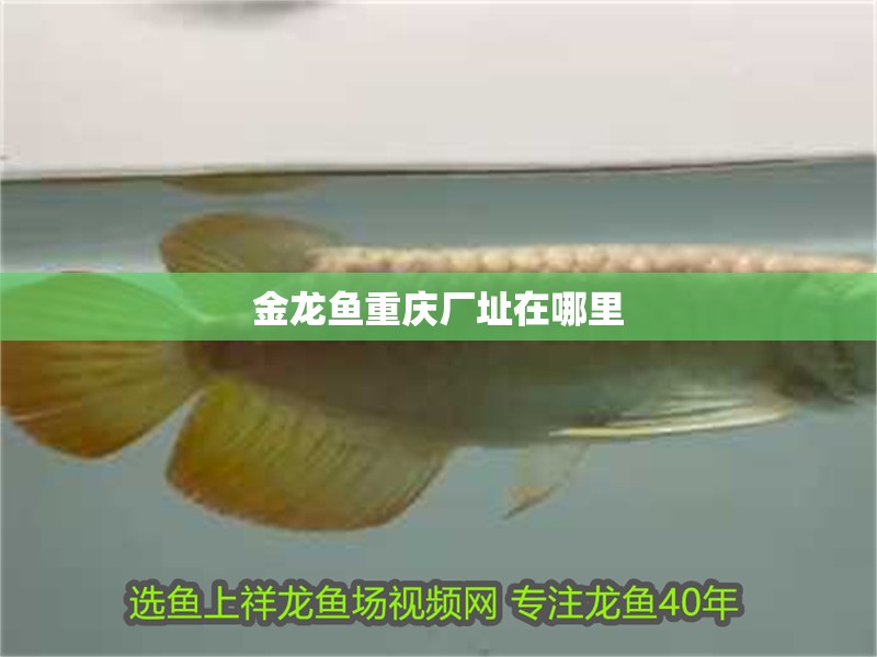 金龍魚重慶廠址在哪里