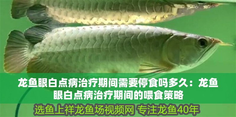龍魚眼白點(diǎn)病治療期間需要停食嗎多久：龍魚眼白點(diǎn)病治療期間的喂食策略